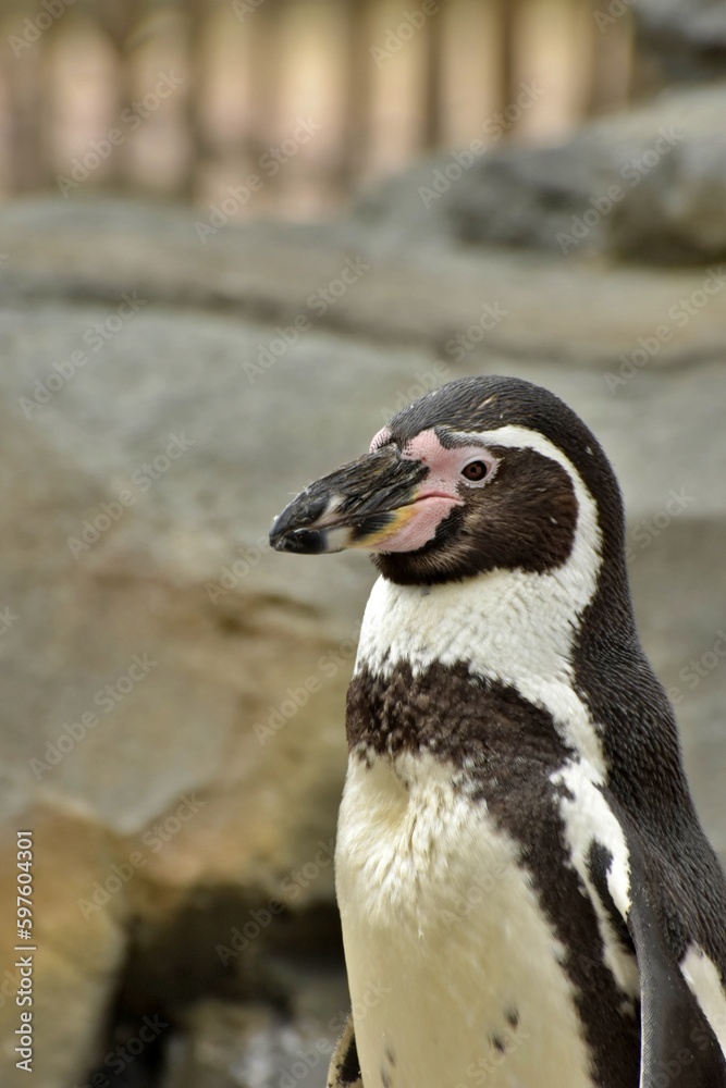 Obraz premium close up penguin on the rocks