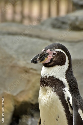 close up penguin on the rocks