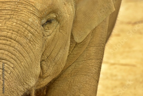 close up of an elephant