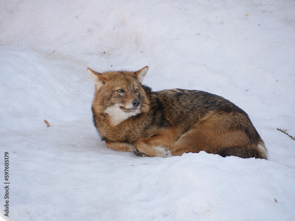 Obraz premium gray wolf in snow