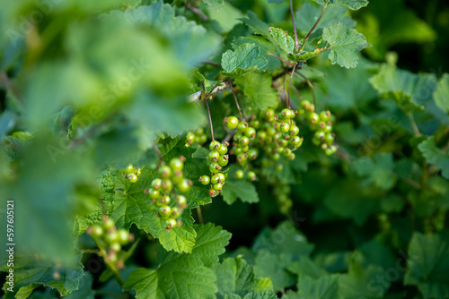 Branch of unripe black currant, selective focus on berries