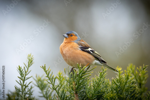 Chaffinch male on top of a hedge