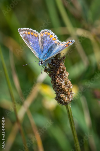 Common Blue butterfly female resting on a dried seed head
