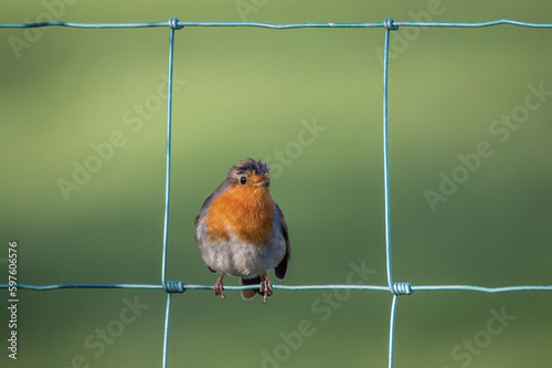 Robin clinging to a wire fence