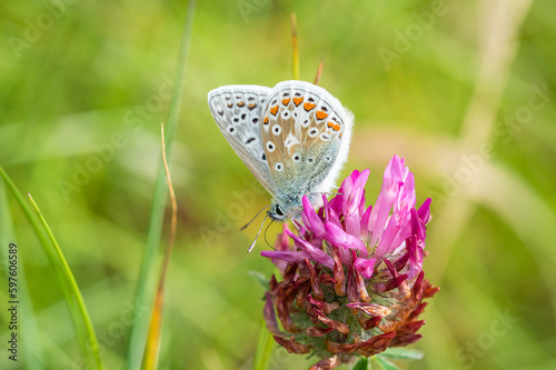 Common Blue butterfly on red clover