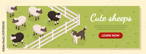 Cute sheeps banner