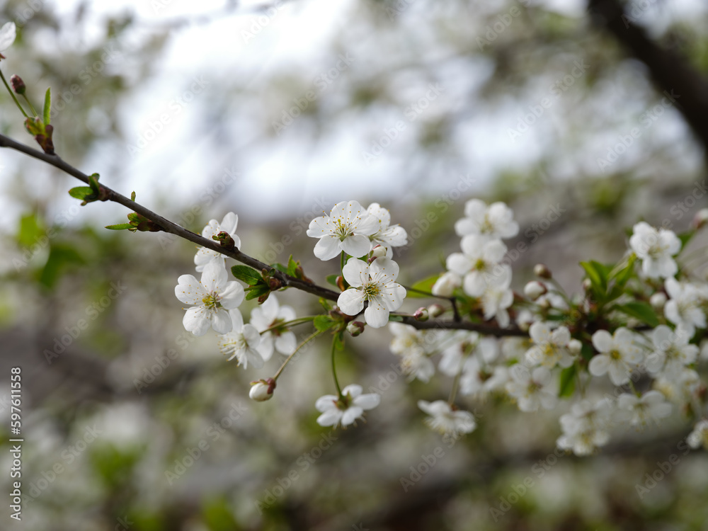 Cherry blossoms on a branch of a cherry tree Cherry blossoms on a branch of a cherry tree
