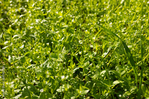 Green grass background. Grass texture. © Olena