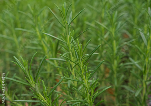Branches of rosemary or rosmarin plant in natural background. Fresh green branches of rosemarine growing in the garden