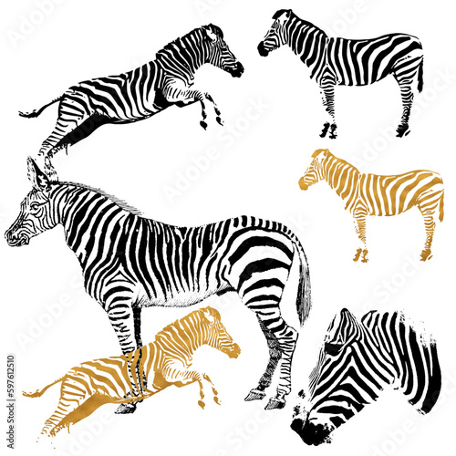 zebras in the wild