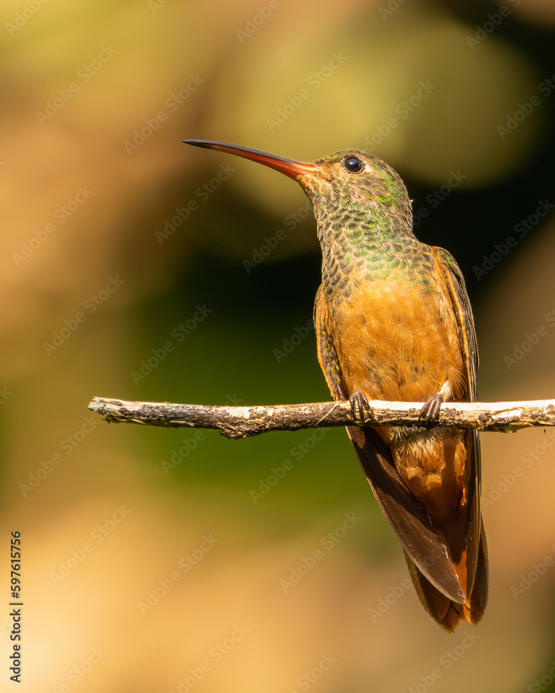 Hummingbird perched on a branch with green background Hummingbird perched on a branch with green background