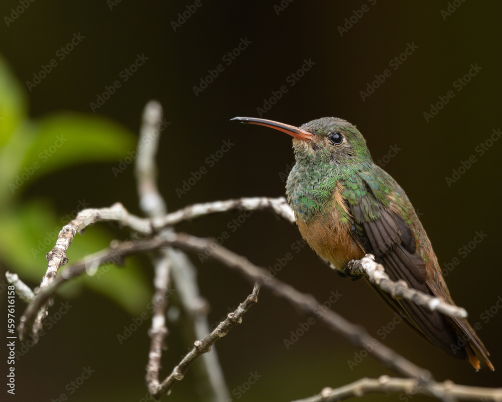 Hummingbird perched on a branch with green background Hummingbird perched on a branch with green background