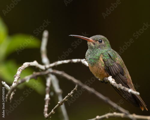 Hummingbird perched on a branch with green background © Miguel Romero