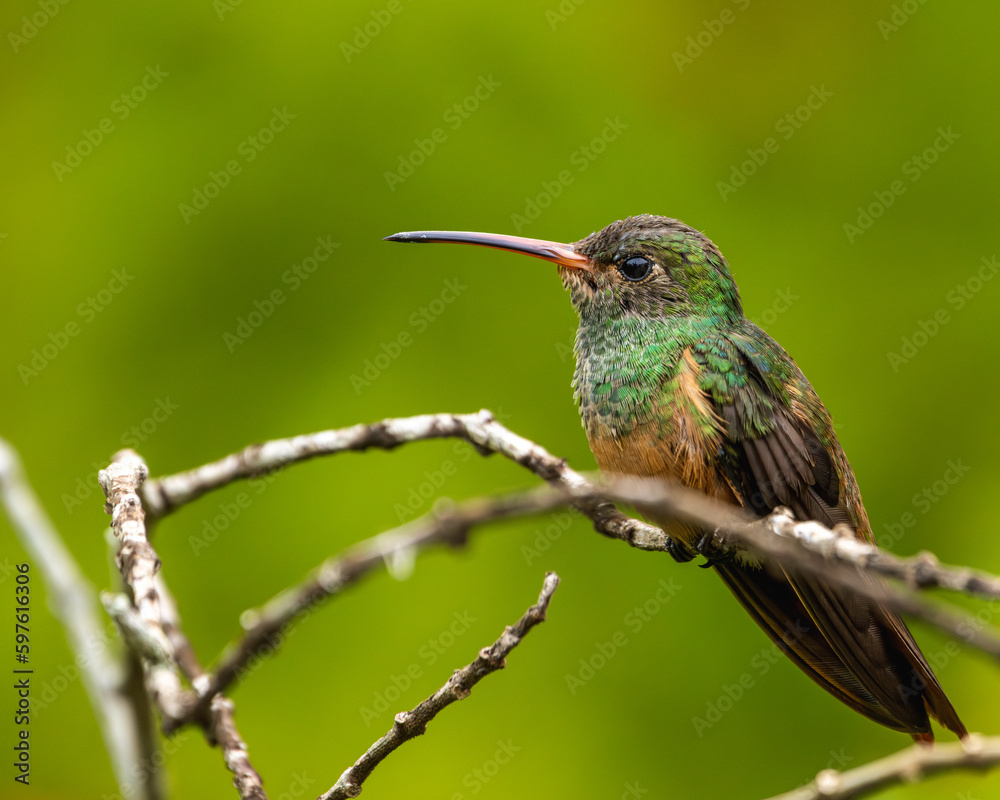 Fototapeta premium Hummingbird perched on a branch with green background