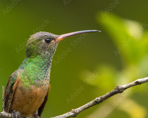 Hummingbird perched on a branch with green background