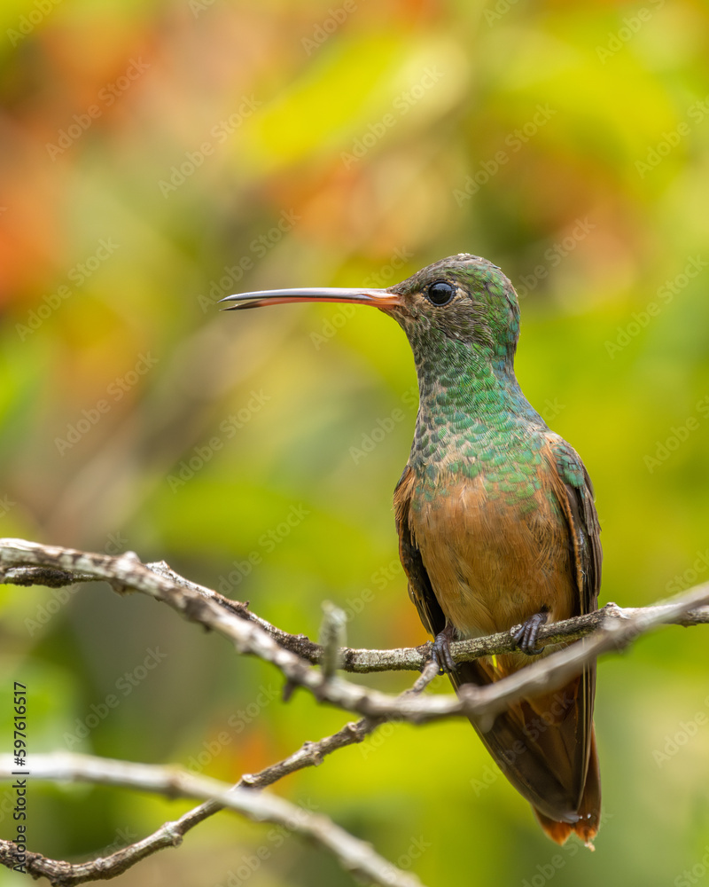 Fototapeta premium Hummingbird perched on a branch with green background