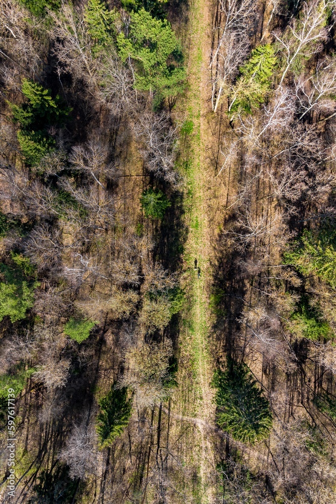 Aerial view of clearing in mixed forest running vertically