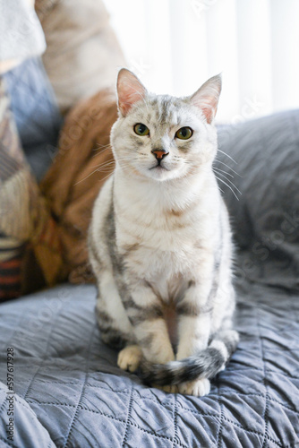 Принти на полотні Egyptian Mau indoor pet cat is comfortably sitting on the living room couch with