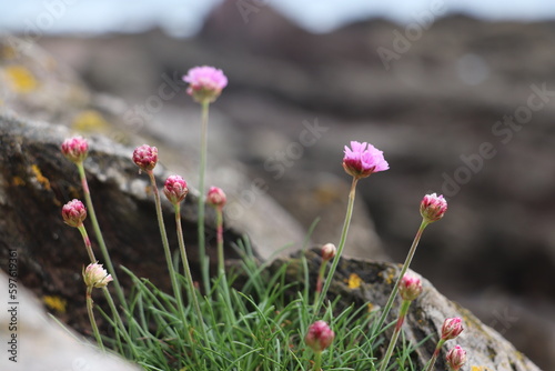 pink flowers on the beach, thrift