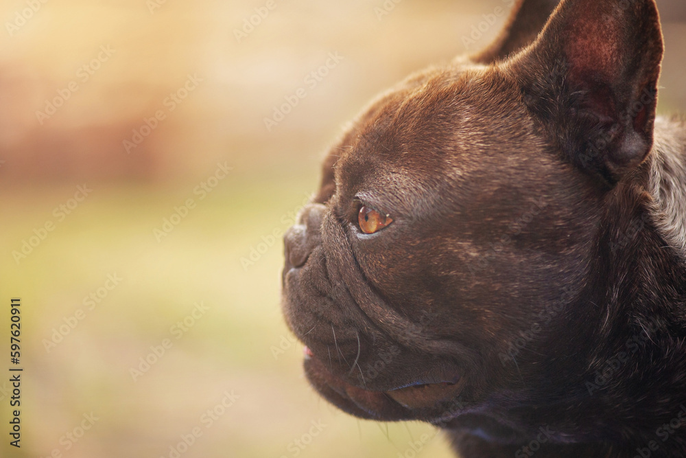 Animal, pet. Profile of a dog of the French bulldog breed, black with brindle color.