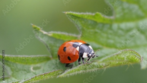 ladybug on a blade of grass © Marek