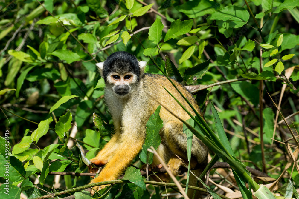 Obraz premium Black-capped squirrel monkey