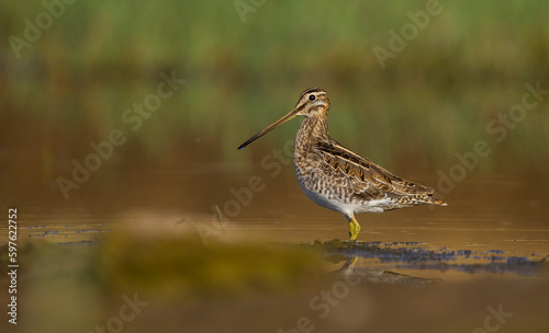 Common Snipe (Gallinago gallinago) is a wetland bird. It's feeds on the wetlands.