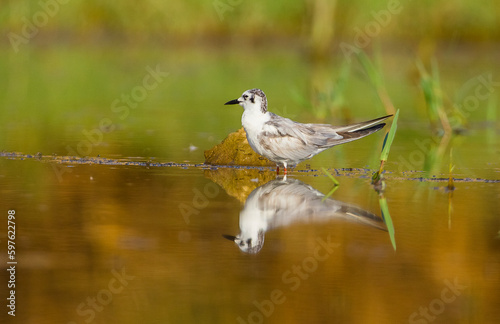White-winged Tern (Chlidonias leucopterus) generally inhabits wetlands with fresh water. photo