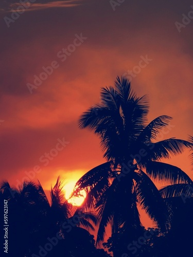 trees at sunset