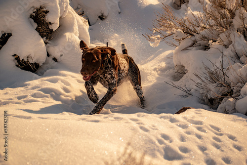 Bird dog running through the snow