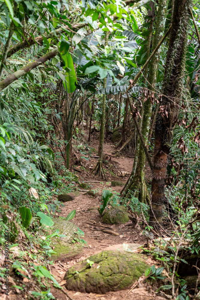 Trees and roots in the way of Jungle of Guaviare