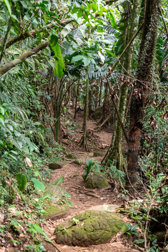 Trees and roots in the way of Jungle of Guaviare