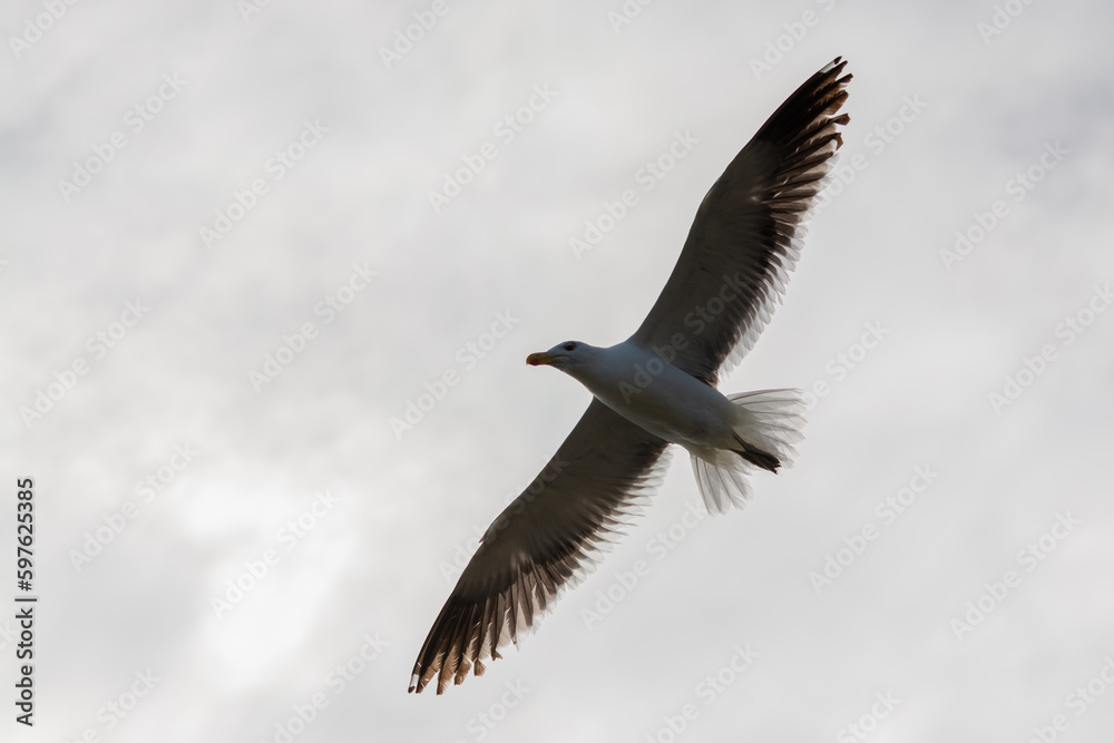 Fototapeta premium Gaviota Dominicana (Larus dominicanus) en pleno vuelo