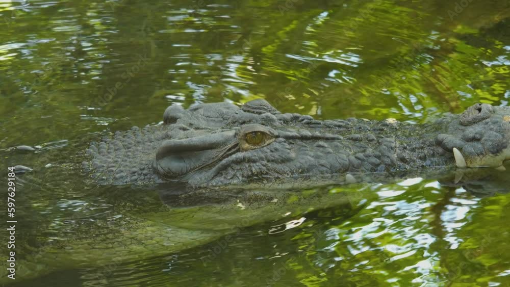 Close up of a large Crocodile head looking around Close up of a large Crocodile head looking around