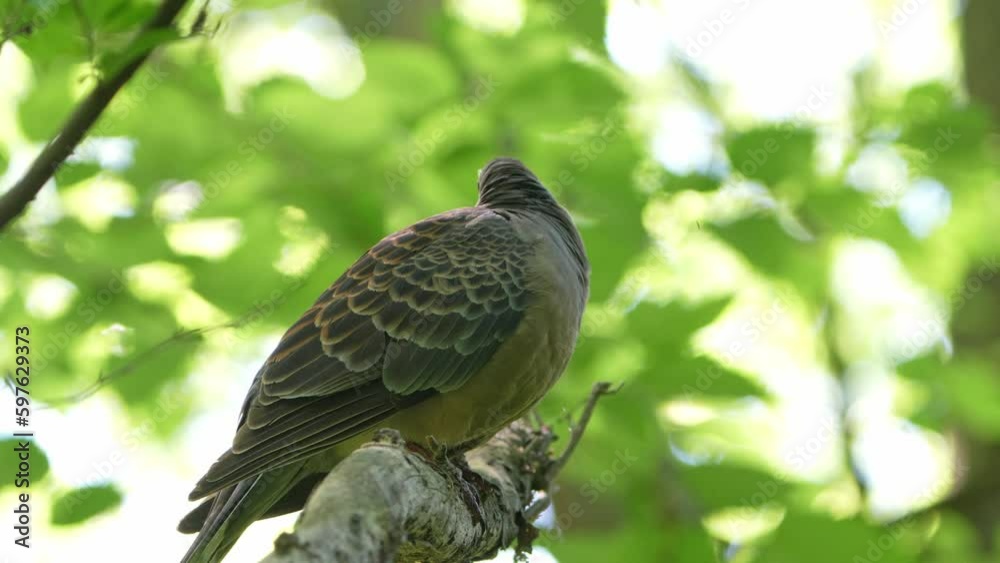 turtle dove on a branch turtle dove on a branch