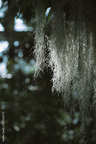黒い背景の中で輝く白い花 photo