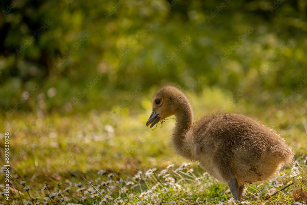 Cute baby canadian goose (branta canadensis) looking for food in the meadow full of daisies Cute baby canadian goose (branta canadensis) looking for food in the meadow full of daisies