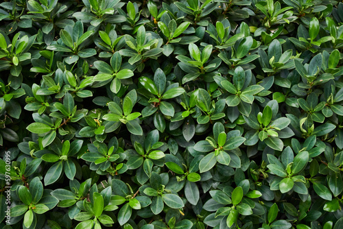 Wallpaper Mural Background of the green leaves of the bush Torontodigital.ca