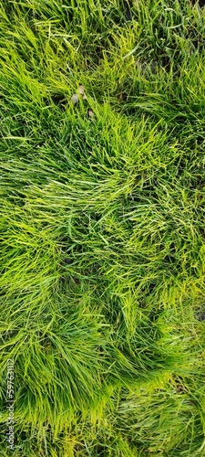 Green fresh grass, close-up photo.