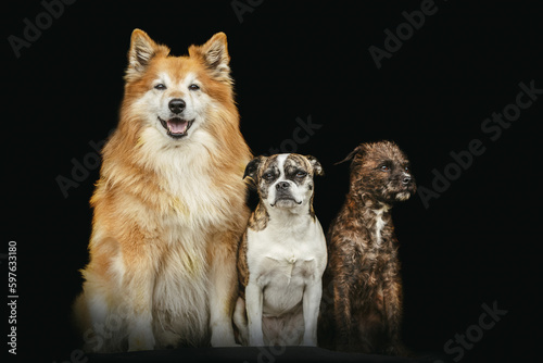 Wall Mural Three dogs in front of dark background