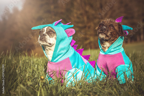Portrait of a cute little boston terrier crossbreed mongrel dog wearing a dragon costume in spring outdoors during sundown photo