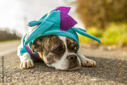 Portrait of a cute little boston terrier crossbreed mongrel dog wearing a dragon costume in spring outdoors during sundown photo