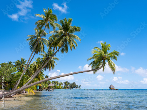 Hanging palm tree on the beach  Moorea  French Polynesia