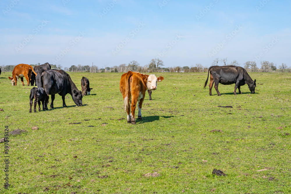 Cows in Texas Cows in Texas