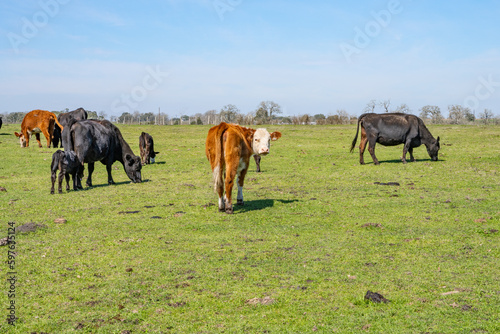 Fototapeta Naklejka Na Ścianę i Meble -  Cows in Texas