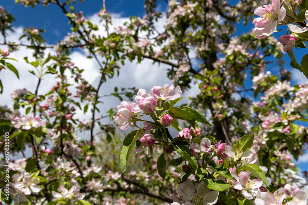 Trees blooming in the orchard in the spring season Trees blooming in the orchard in the spring season