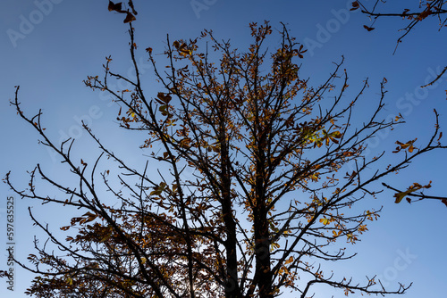 Orange chestnut foliage in the autumn season