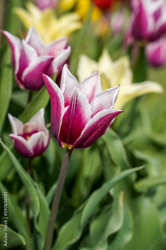 Pink and white, lily style tulips growing in an outdoor garden space. Pink and white, lily style tulips growing in an outdoor garden space.