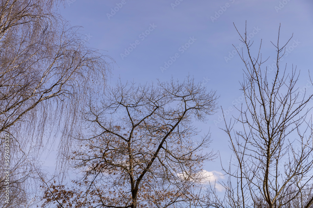 Bare trees in sunny spring weather, bare deciduous trees