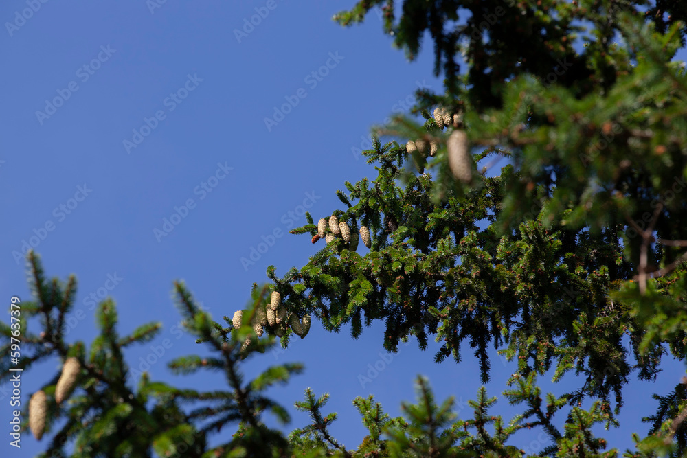 green needles on a tall spruce tree with cones green needles on a tall spruce tree with cones